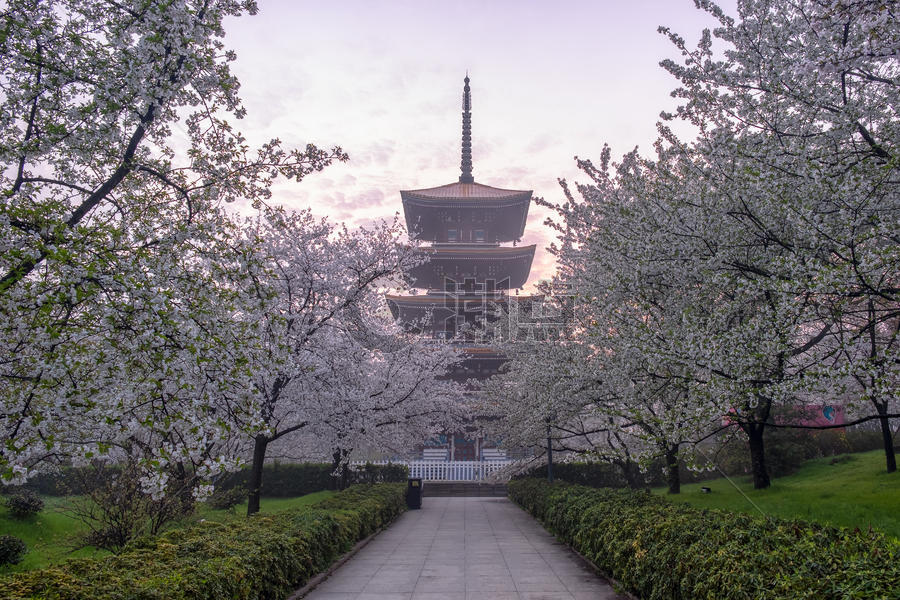 日式建筑五重塔樱花季图片素材免费下载