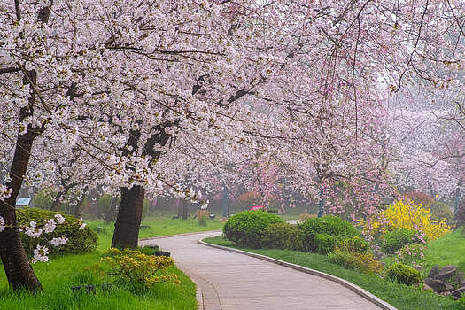 种满樱花树的樱花大道图片素材免费下载