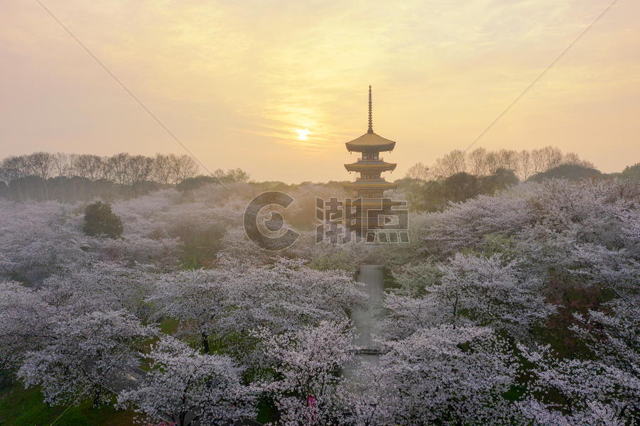 日式建筑五重塔樱花季图片素材免费下载