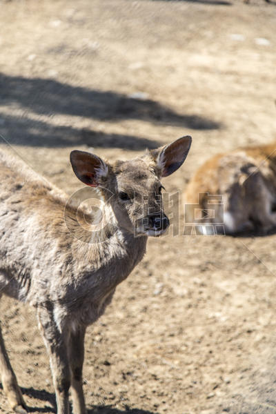 动物园的小鹿图片素材免费下载