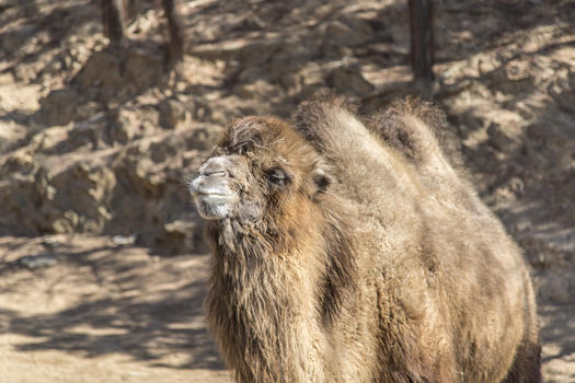 动物园双峰骆驼图片素材免费下载