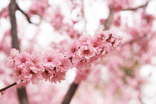 粉樱花图片素材免费下载