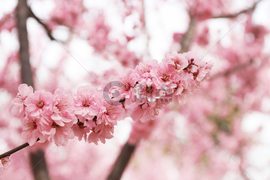 粉樱花图片素材免费下载