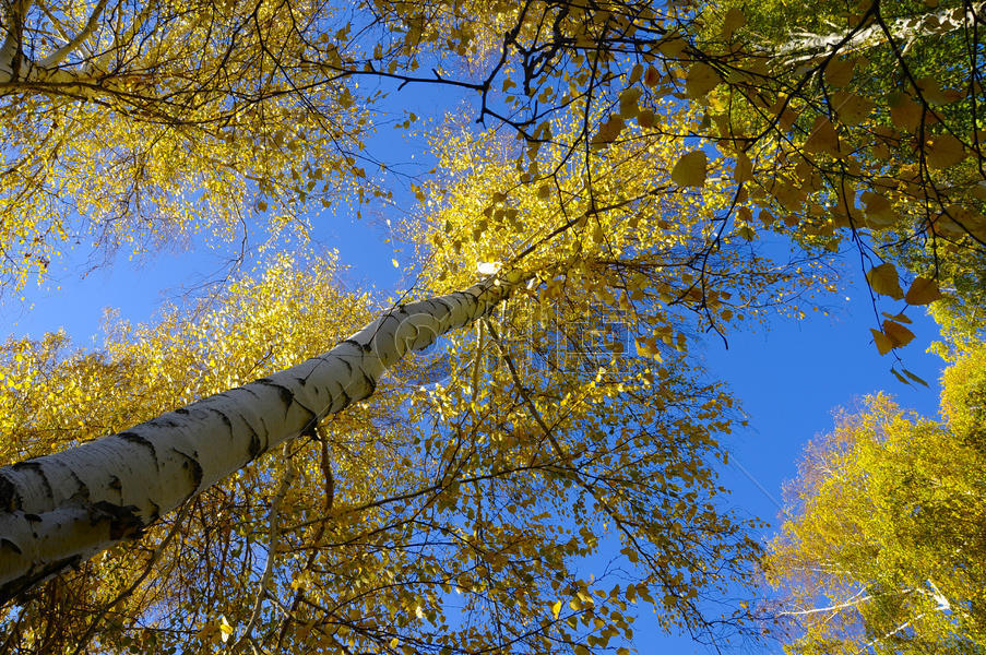 新疆自然环境秋色白桦林黄叶图片素材免费下载