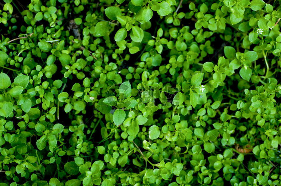 野生植物植被环保青山绿水图片素材免费下载