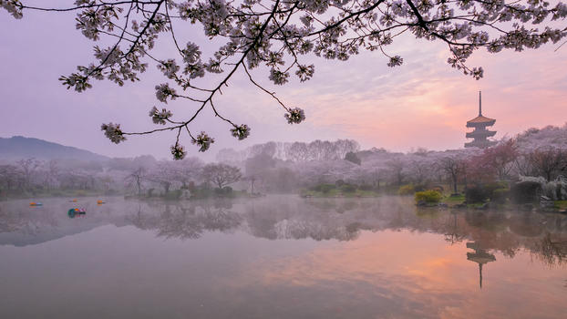 日出时分的樱花园风景图片素材免费下载