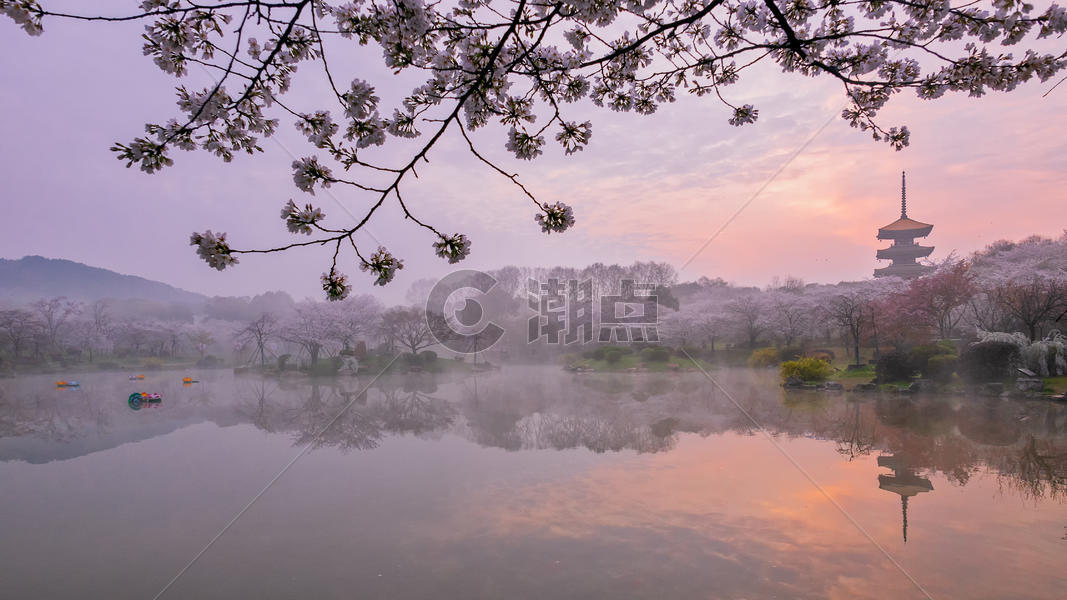 日出时分的樱花园风景图片素材免费下载