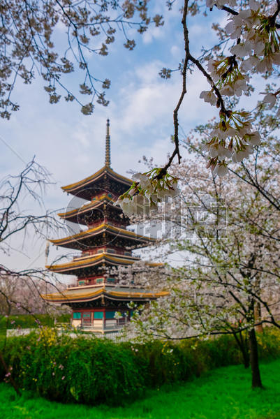 樱花季的武汉樱园风光美景图片素材免费下载