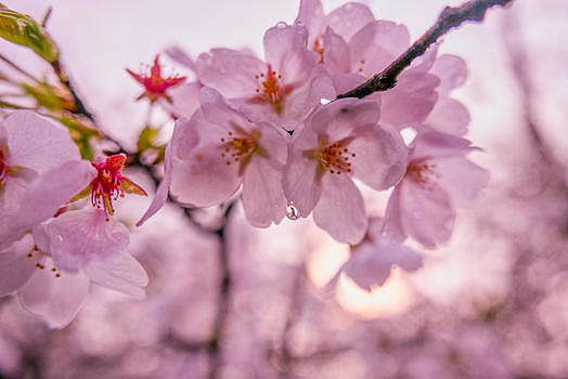 樱花季的粉红樱花图片素材免费下载