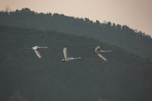 清晨飞翔的天鹅图片素材免费下载