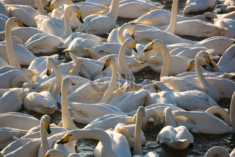 清晨烟墩角的天鹅群图片素材免费下载
