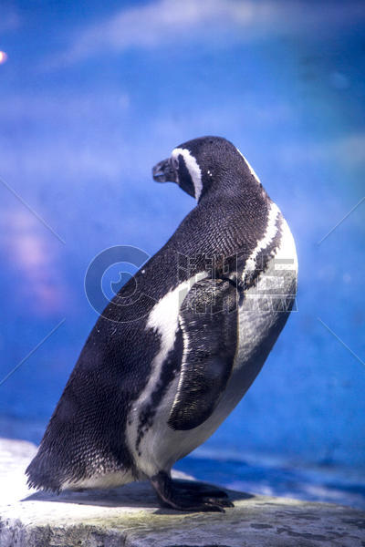 极地馆企鹅图片素材免费下载