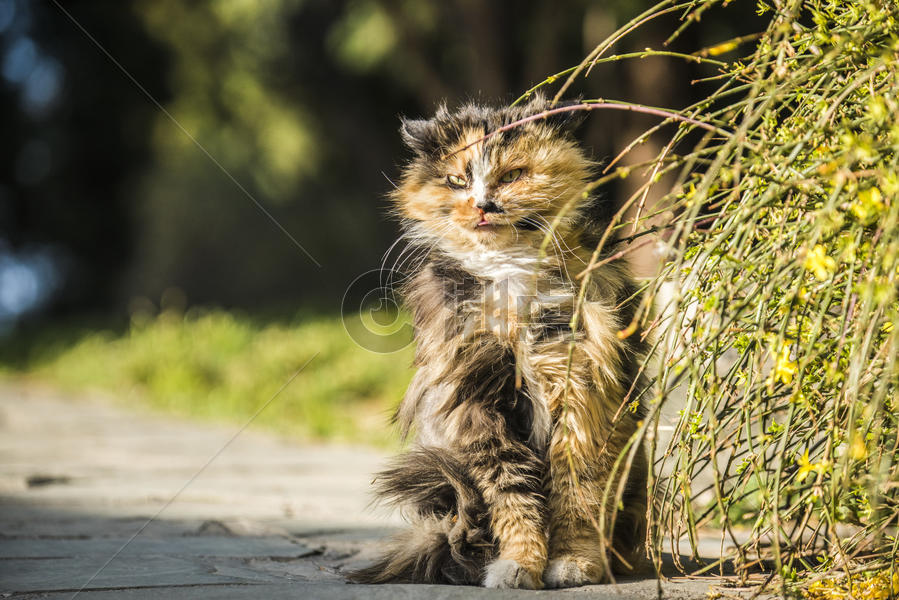 可爱的流浪猫图片素材免费下载