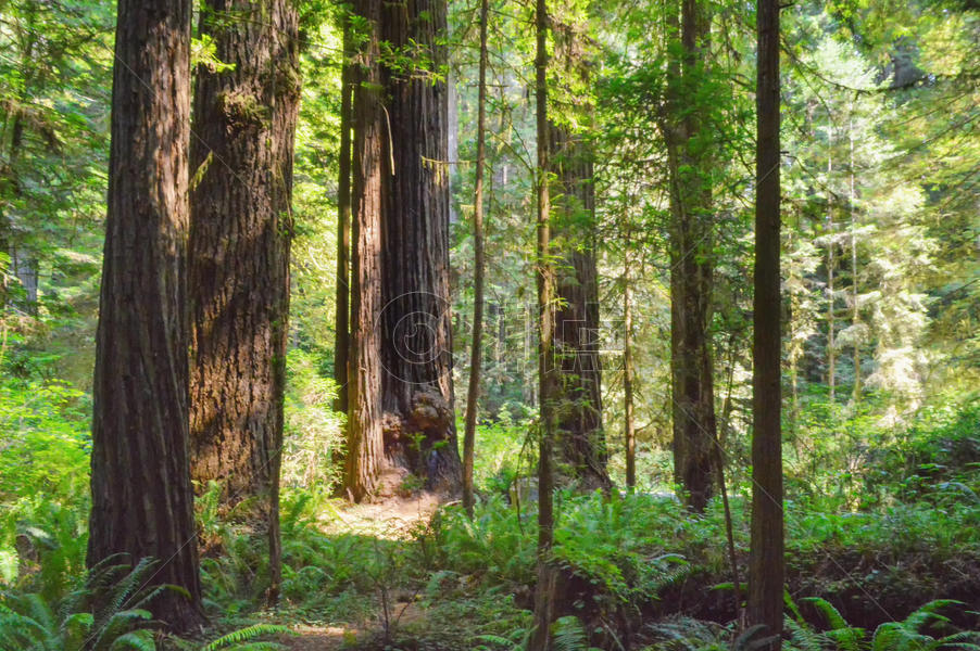 美国红树林国家公园图片素材免费下载