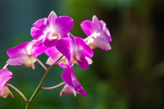 温室里盛开的兰花图片素材免费下载
