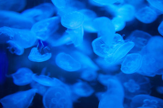 海底世界的水母图片素材免费下载