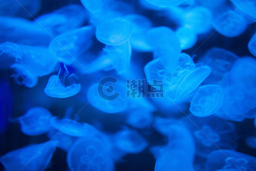 海底世界的水母图片素材免费下载