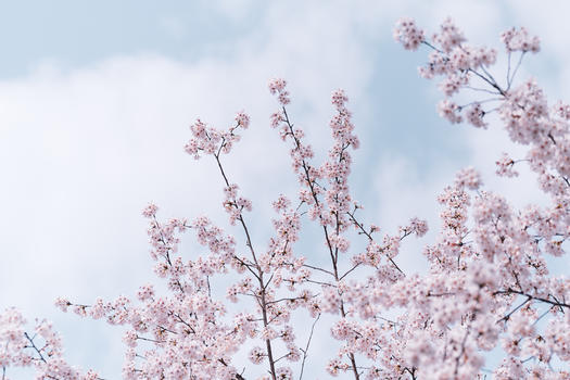 武汉大学樱花图片素材免费下载