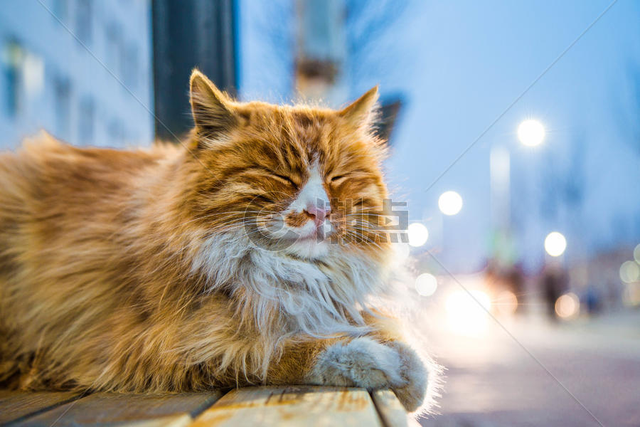 长椅上的猫图片素材免费下载