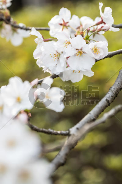 樱花图片素材免费下载