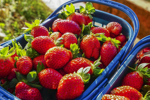 草莓种植采摘图片素材免费下载