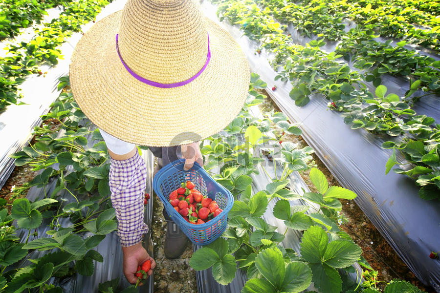 草莓种植采摘图片素材免费下载