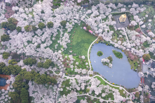 武汉东湖磨山樱园图片素材免费下载