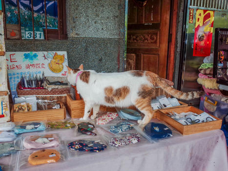 台湾瑞芳侯硐猫村的猫图片素材免费下载