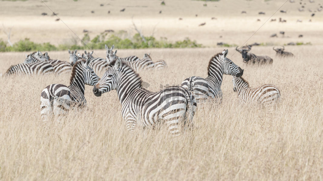 非洲斑马图片素材免费下载
