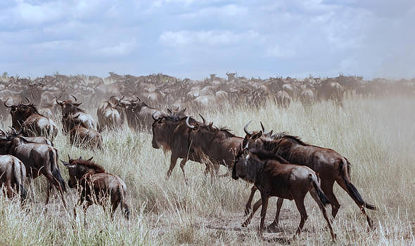 非洲角牛图片素材免费下载