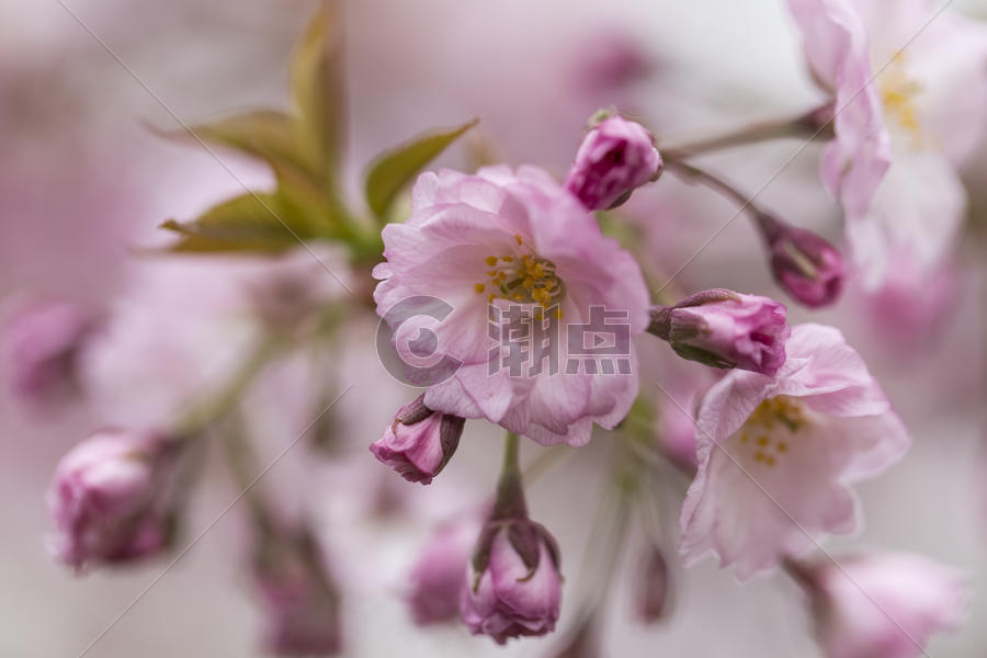 湖北武汉东湖樱园樱花图片素材免费下载