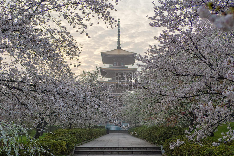 樱花园日式建筑景观图片素材免费下载