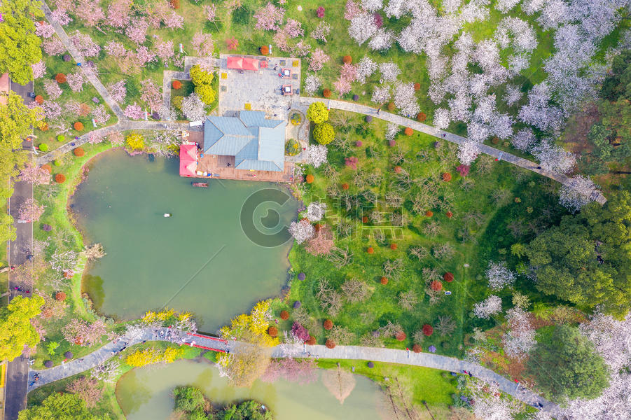俯瞰东湖樱园樱花季图片素材免费下载