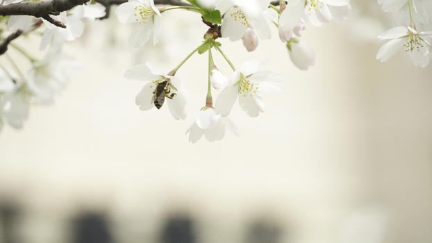 蜜蜂采蜜图片素材免费下载