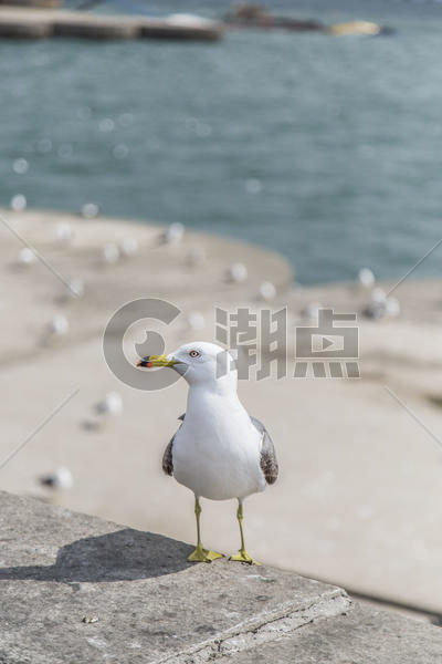 大连星海广场海鸥图片素材免费下载
