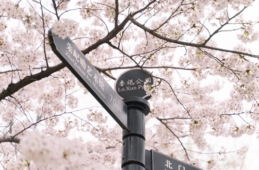 鲁迅公园的樱花图片素材免费下载