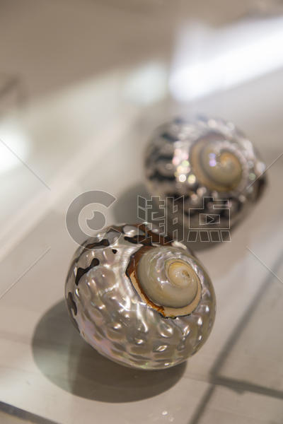 大连贝壳博物馆亮片鹦鹉螺（该图片未获得物权， 不建议商用）图片素材免费下载