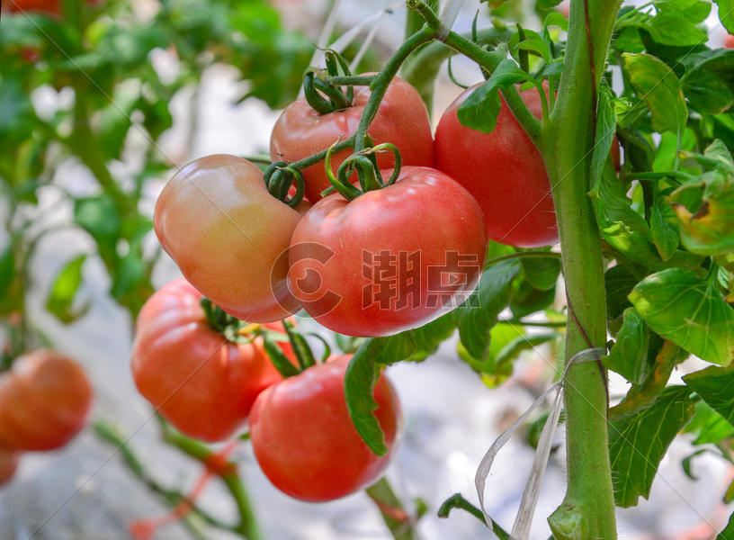 大棚里成熟有机西红柿图片素材免费下载