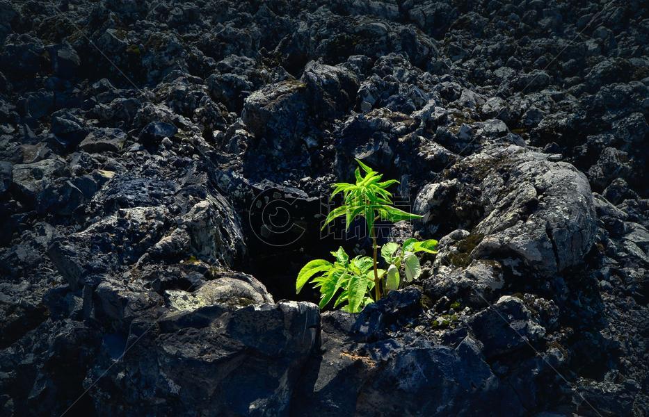 火山岩中的生命图片素材免费下载