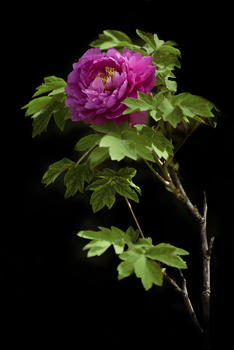 玫瑰红牡丹花图片素材免费下载