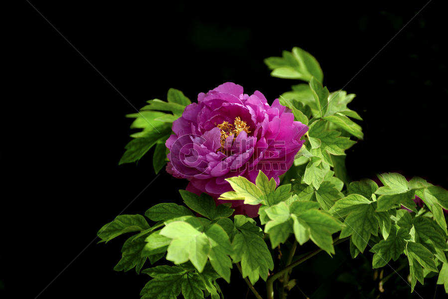 玫瑰红牡丹花图片素材免费下载