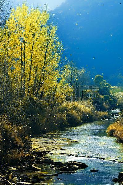 秋天金黄色的树林小溪图片素材免费下载