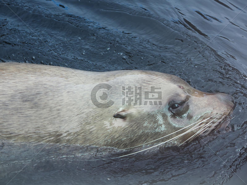 美国阿拉斯加海洋动物中心海狮游泳图片素材免费下载
