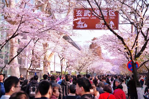 南京玄武湖樱花大道的游客图片素材免费下载