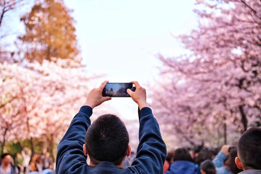 春天赏花拍樱花的游客图片素材免费下载