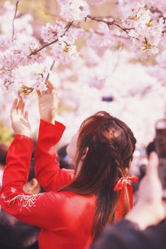 春天赏樱花的游客图片素材免费下载