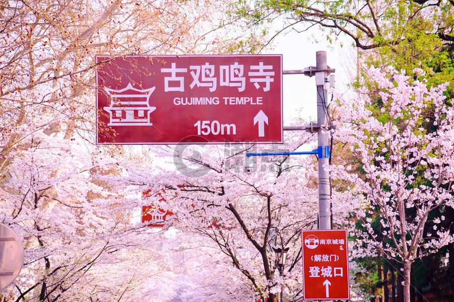 南京鸡鸣寺樱花季图片素材免费下载