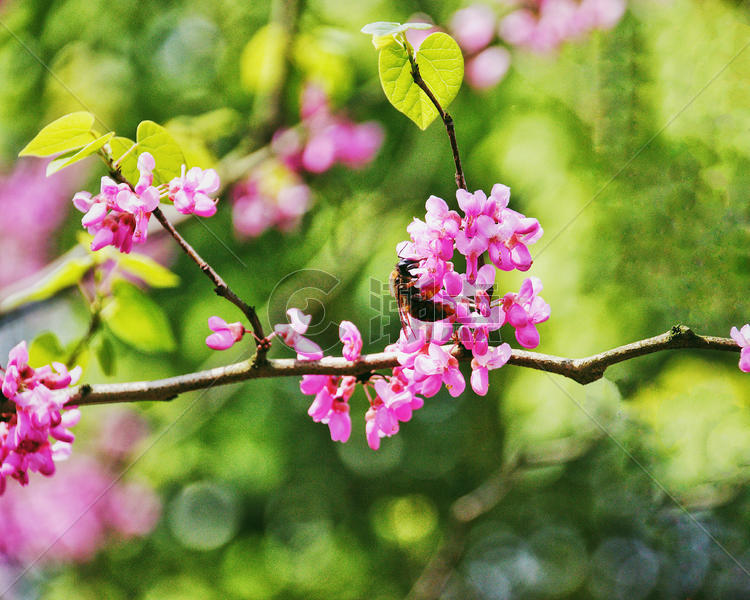春天蜜蜂飞舞的紫荆花图片素材免费下载