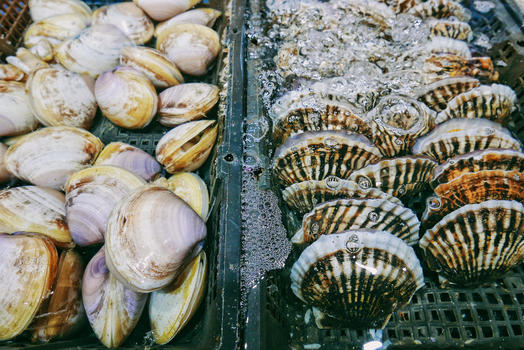 海鲜市场里鲜活的白蛤和扇贝图片素材免费下载