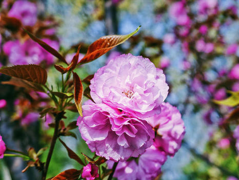 花开正盛的日本晚樱图片素材免费下载